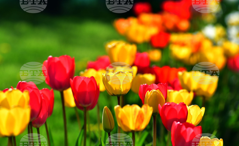 Село Голям Поровец - пролет - лалета