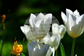 Село Голям Поровец - пролет - лалета