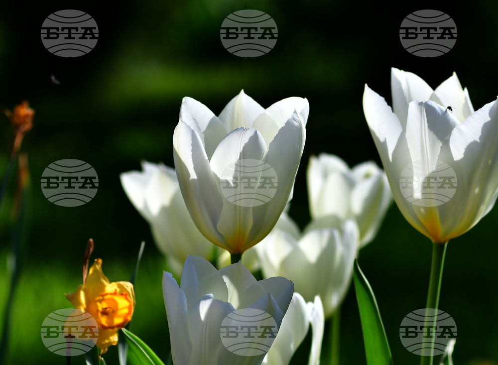 Село Голям Поровец - пролет - лалета