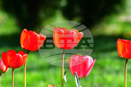 Село Голям Поровец - пролет - лалета