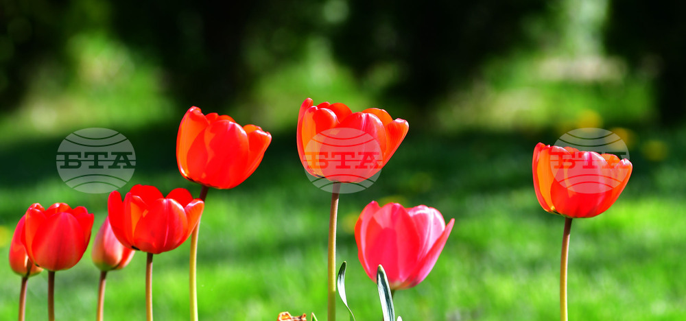 Село Голям Поровец - пролет - лалета