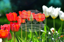 Село Голям Поровец - пролет - лалета