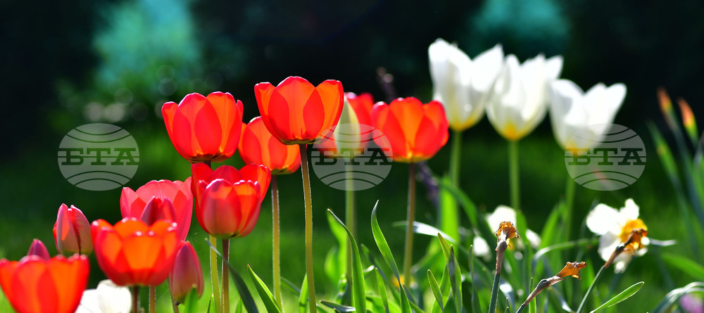 Село Голям Поровец - пролет - лалета