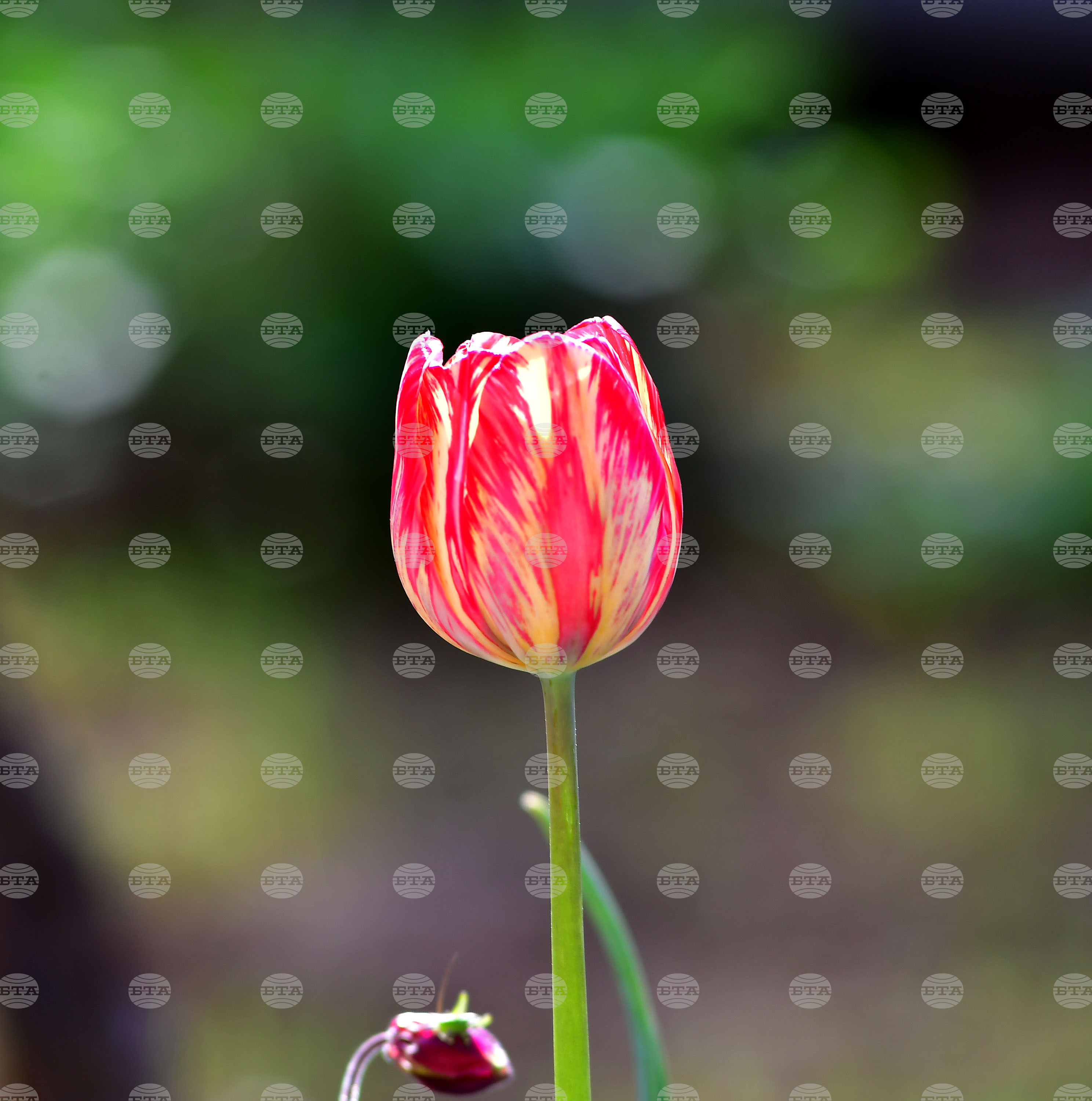 Село Голям Поровец - пролет - лалета