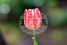 Село Голям Поровец - пролет - лалета