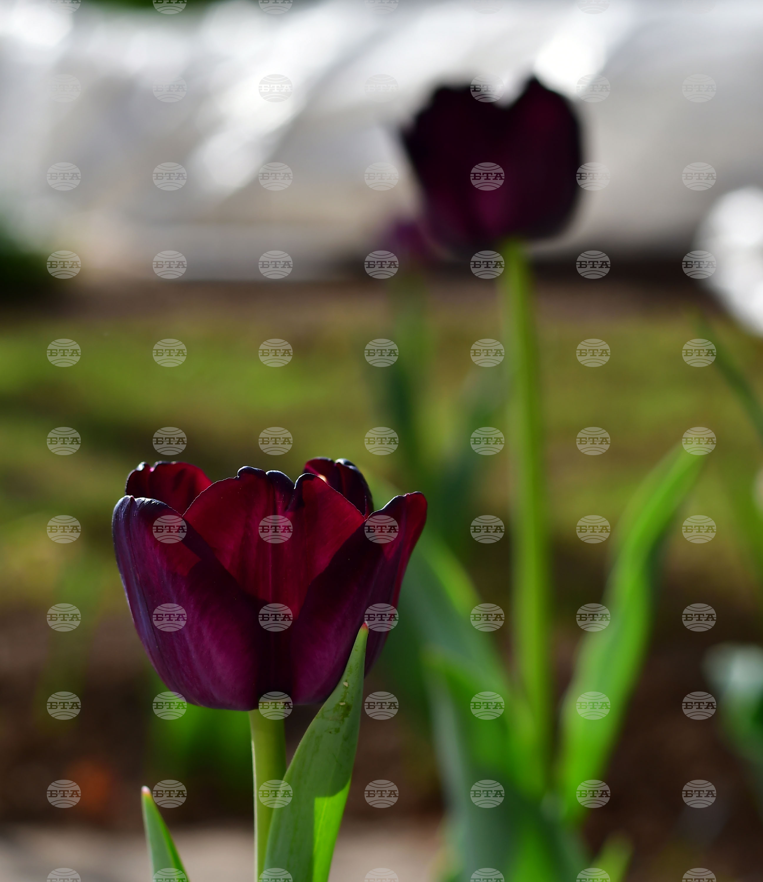 Село Голям Поровец - пролет - лалета