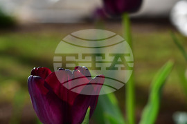 Село Голям Поровец - пролет - лалета