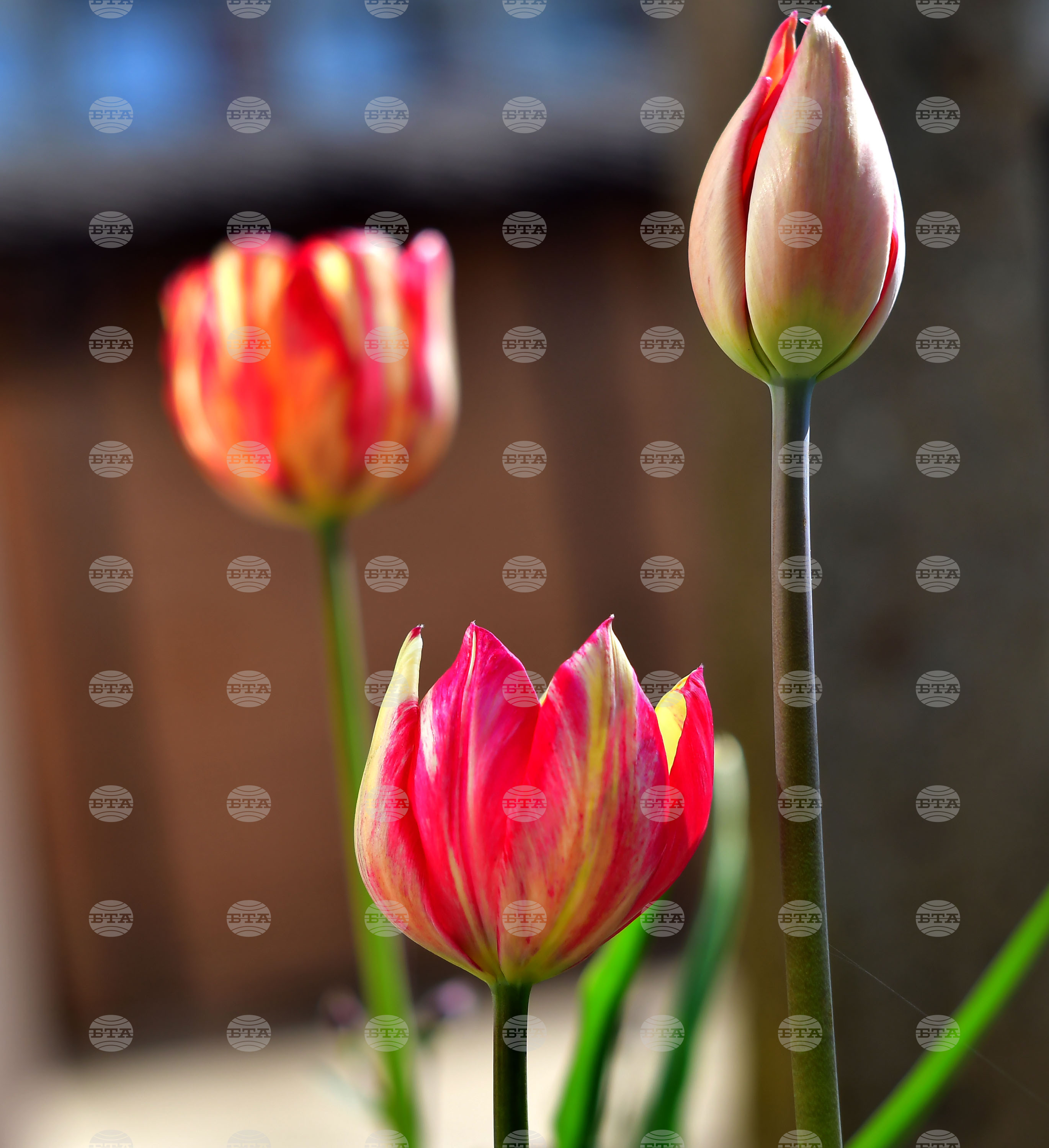 Село Голям Поровец - пролет - лалета