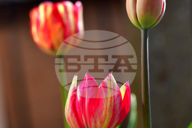 Село Голям Поровец - пролет - лалета