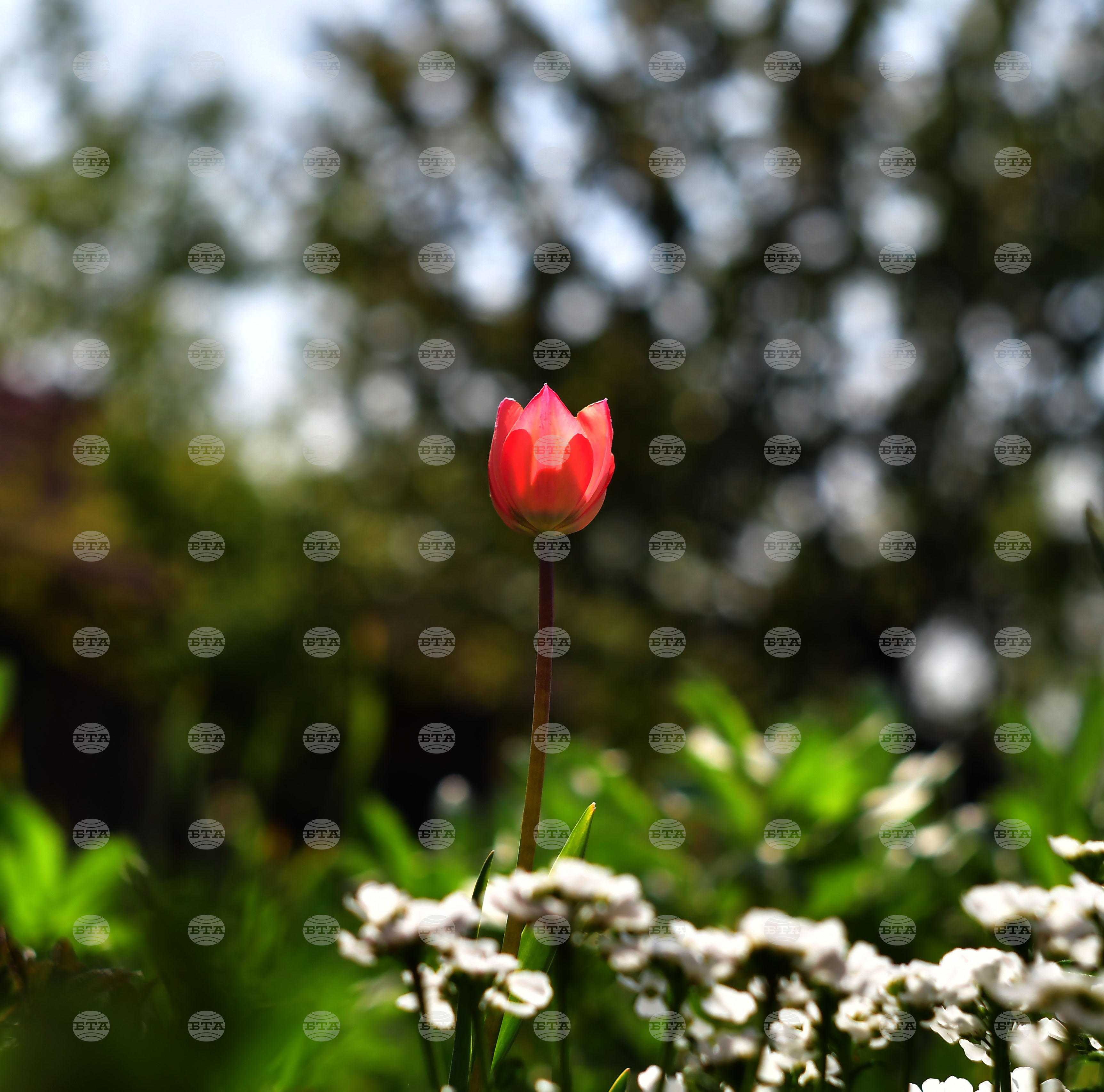 Село Голям Поровец - пролет - лалета