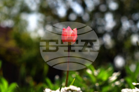 Село Голям Поровец - пролет - лалета