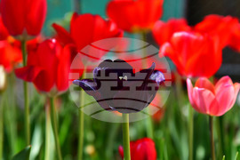 Село Голям Поровец - пролет - лалета