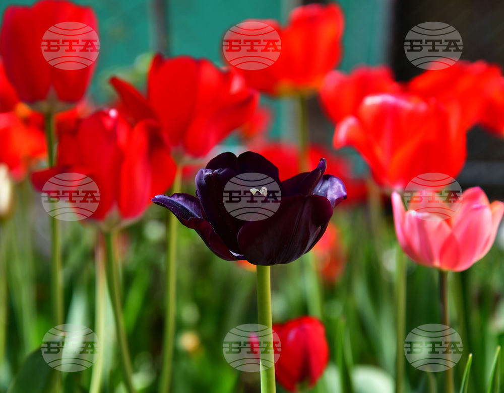 Село Голям Поровец - пролет - лалета