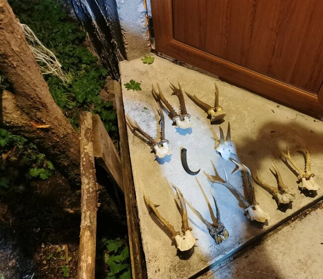 Издирват бракониер по намерена убита кошута                                                            