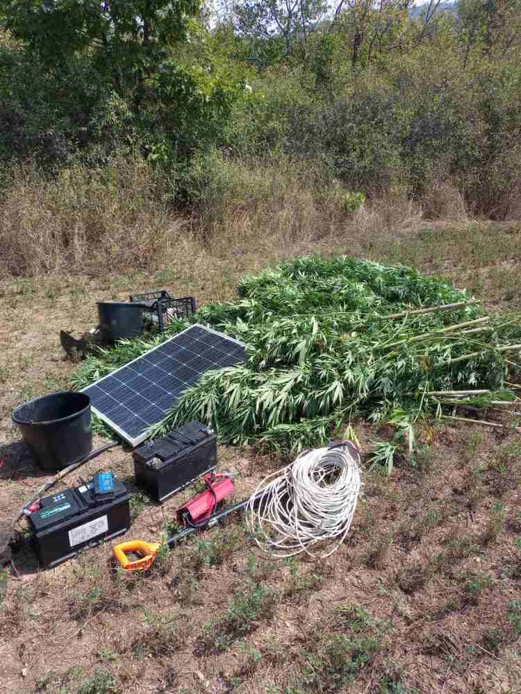 МВР: Операция на ГДБОП срещу отглеждането и разпространението на наркотични вещества 