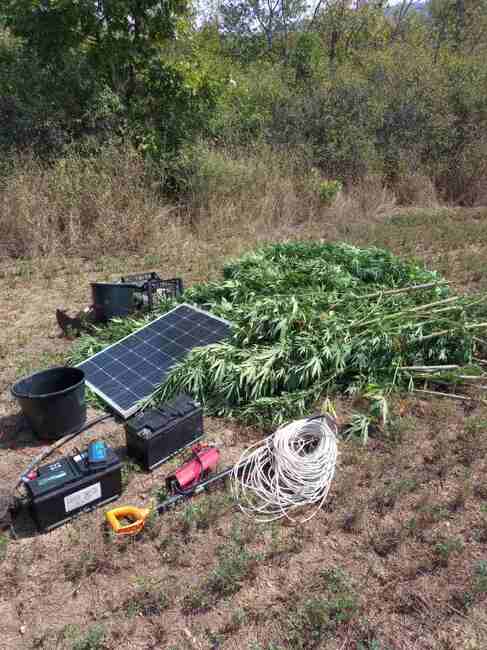 МВР: Операция на ГДБОП срещу отглеждането и разпространението на наркотични вещества 