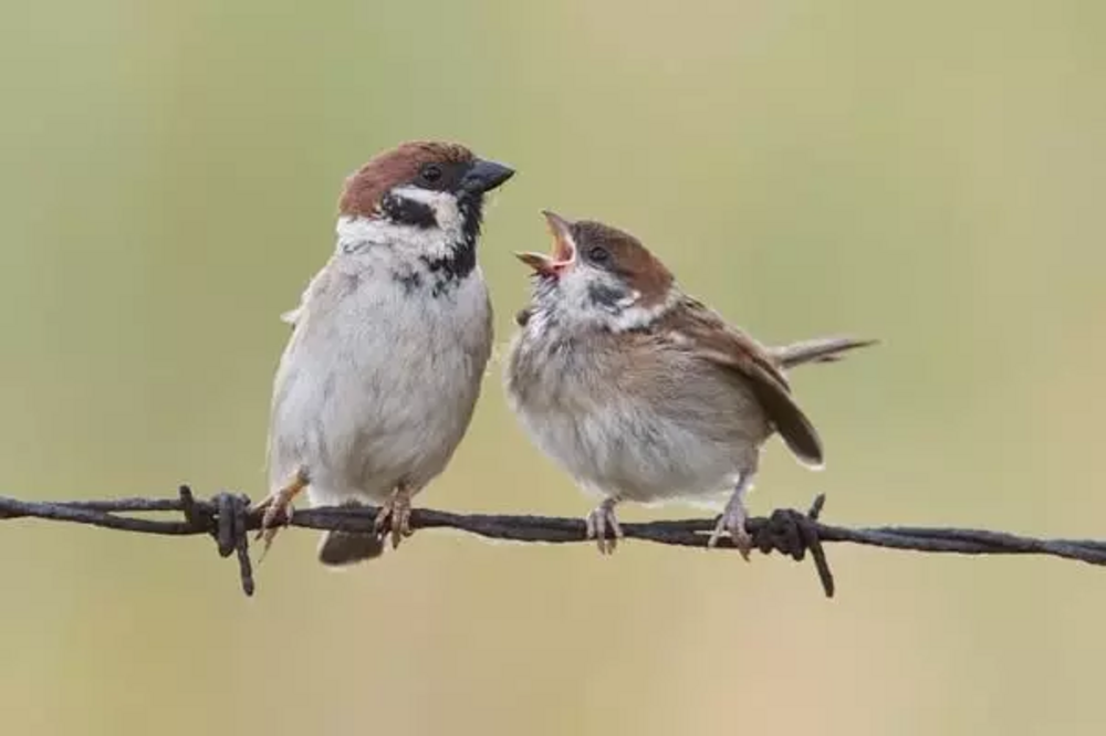 Sixth Sparrow Counting Campaign to Be Held on April 30