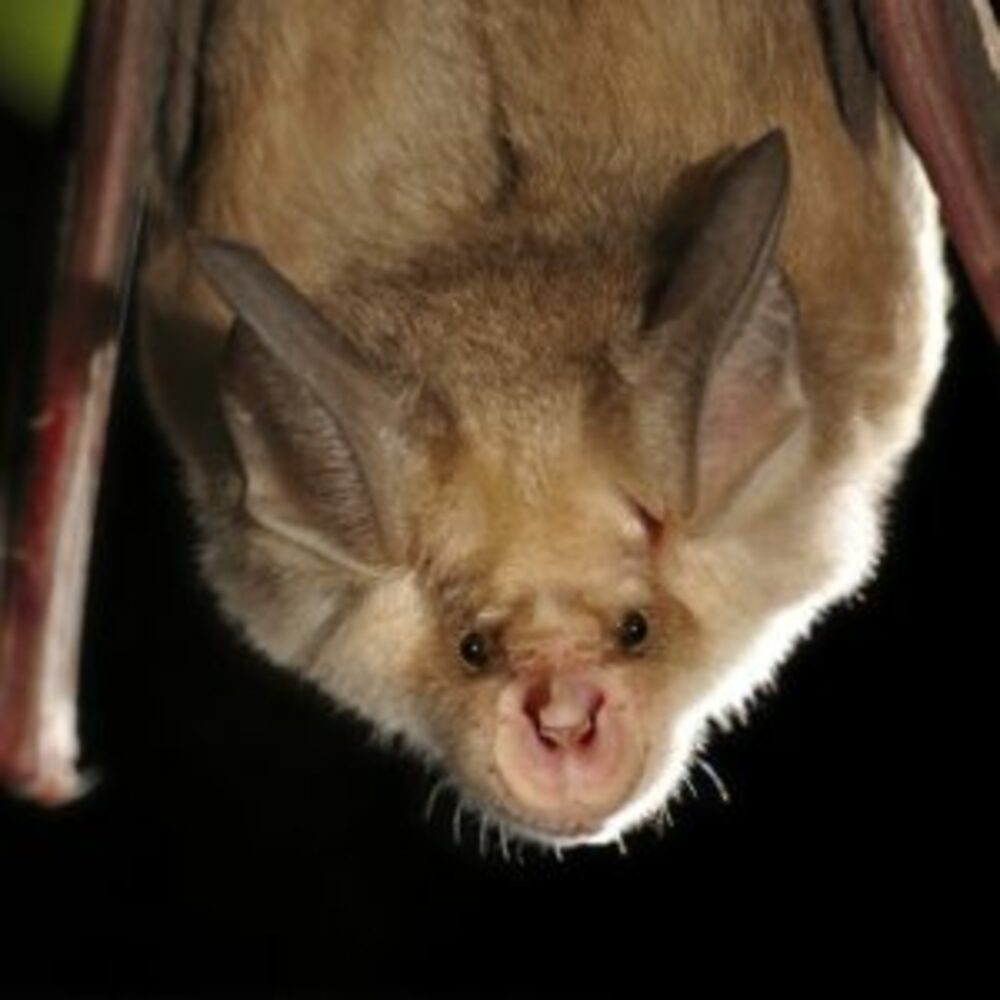 Project Helps Preserve Habitats of Protected Species in SE Bulgaria