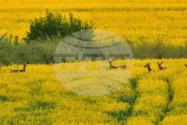 Село Лъвино - сърни - любопитно