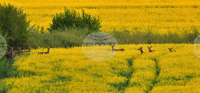 Село Лъвино - сърни - любопитно