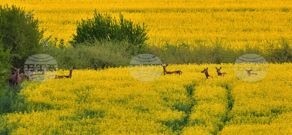 Село Лъвино - сърни - любопитно