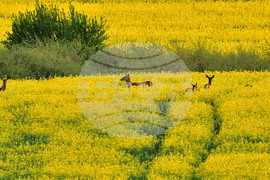 Село Лъвино - сърни - любопитно