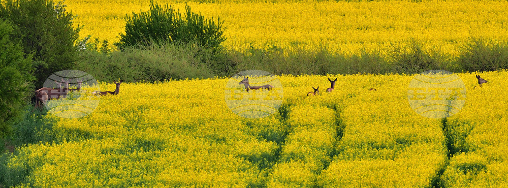 Село Лъвино - сърни - любопитно