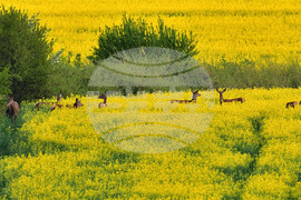 Село Лъвино - сърни - любопитно