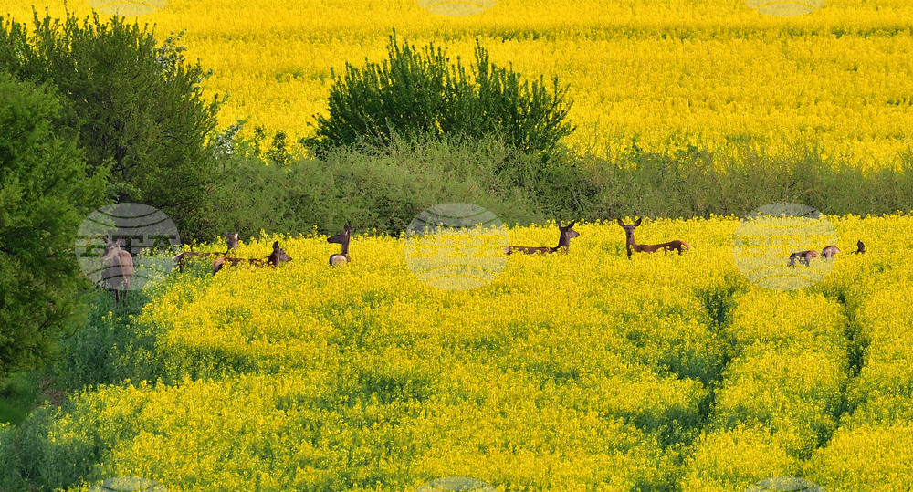 Село Лъвино - сърни - любопитно