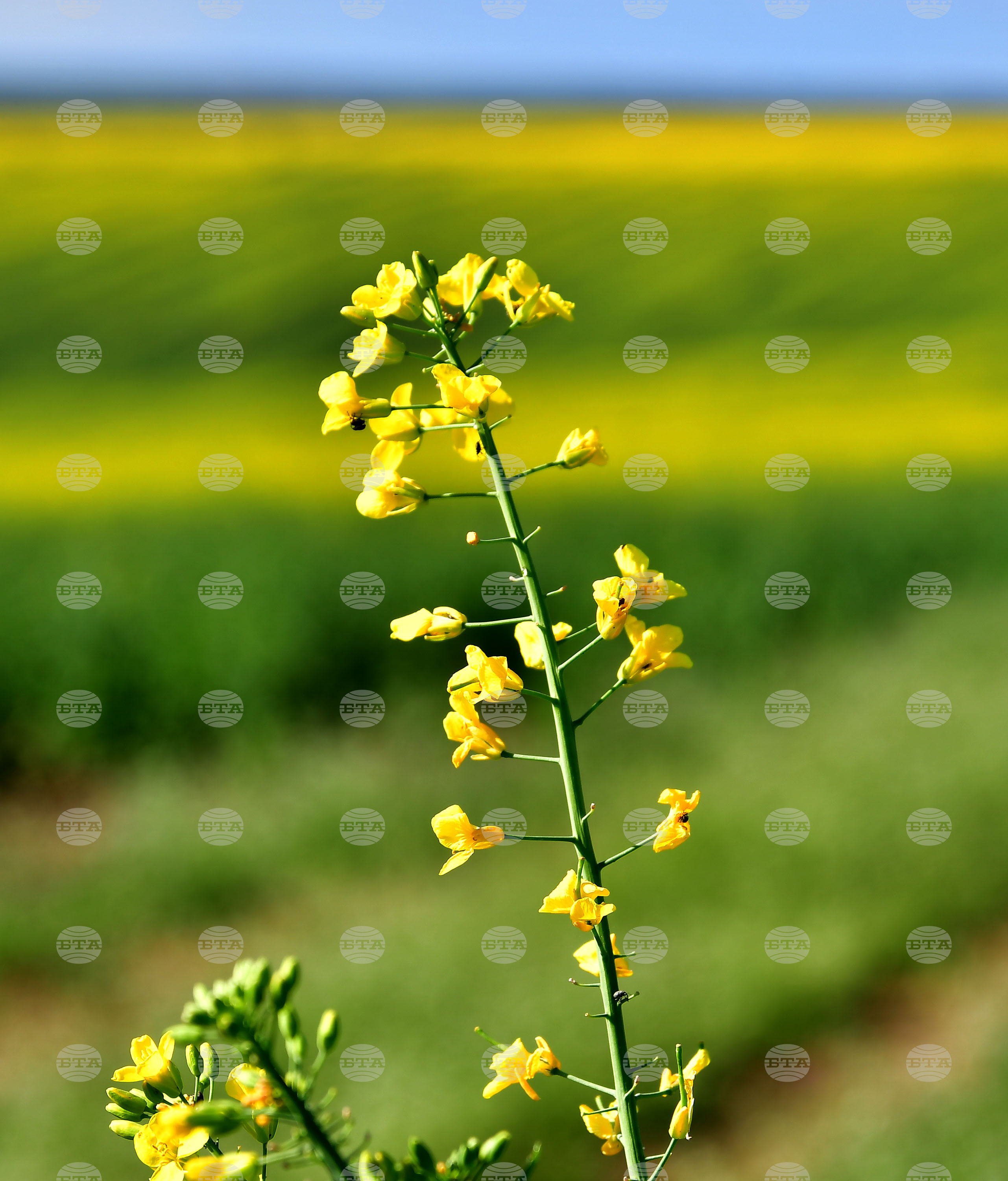 Село Лъвино - рапица