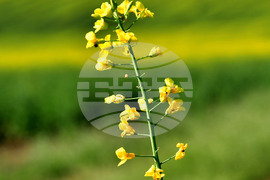 Село Лъвино - рапица