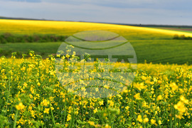 Село Лъвино - рапица