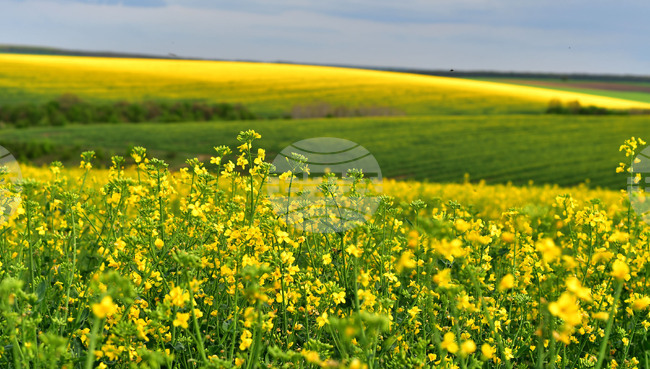  Село Лъвино - рапица