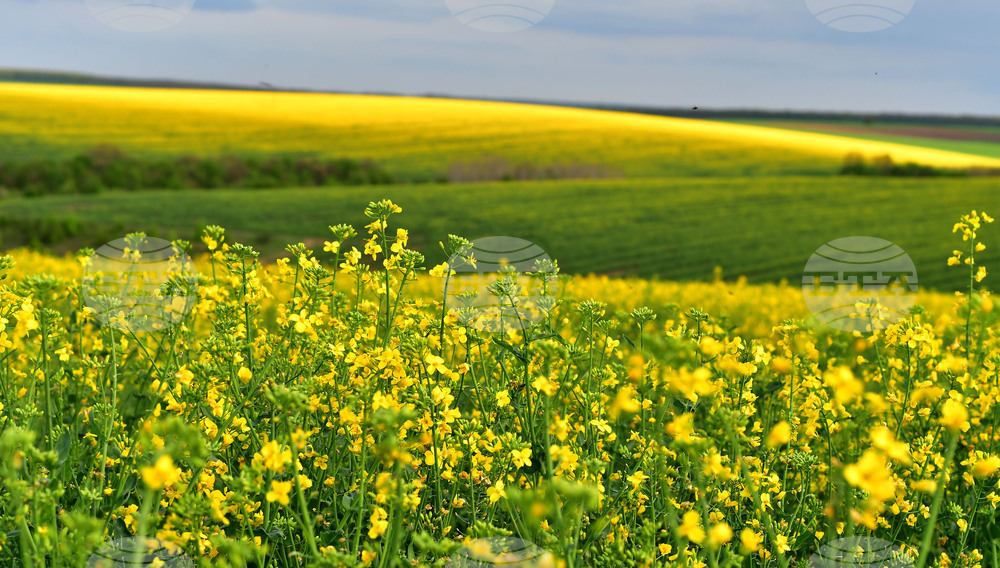 Село Лъвино - рапица