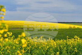 Село Лъвино - рапица