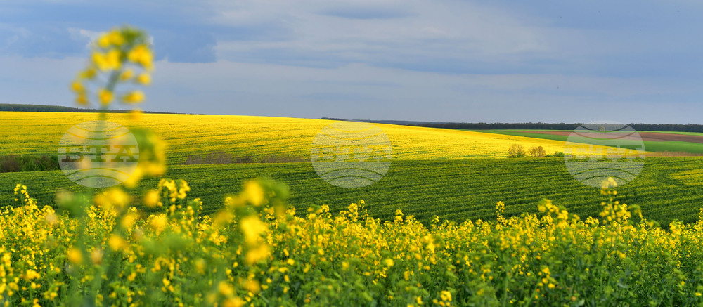 Село Лъвино - рапица