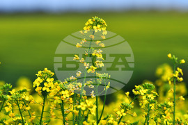 Село Лъвино - рапица