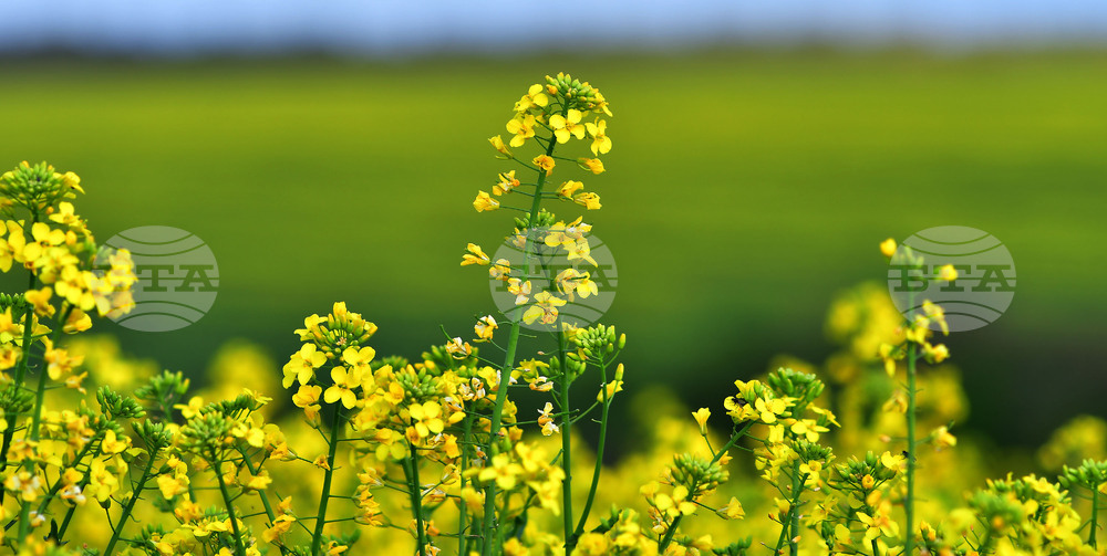 Село Лъвино - рапица