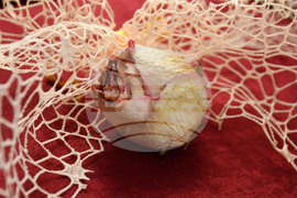 Исперих - изложба - Теодора Николова