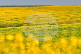 Село Лъвино - рапица