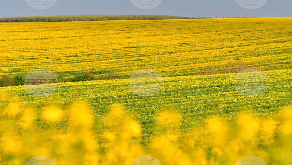 Село Лъвино - рапица