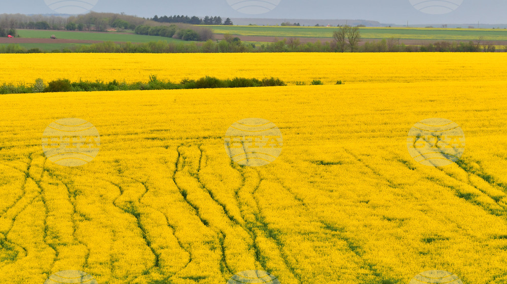 Село Лъвино - рапица