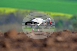 Село Къпиновци - щъркели