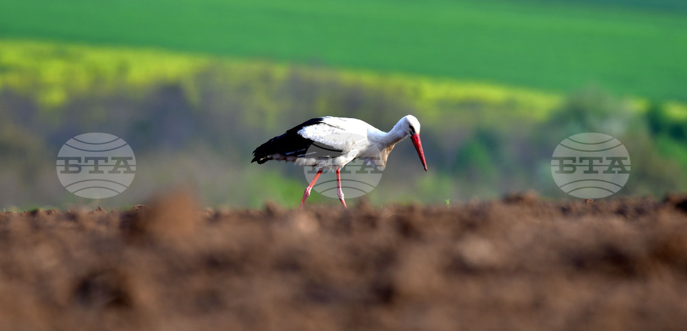 Село Къпиновци - щъркели