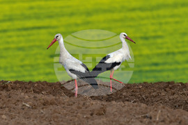 Село Къпиновци - щъркели