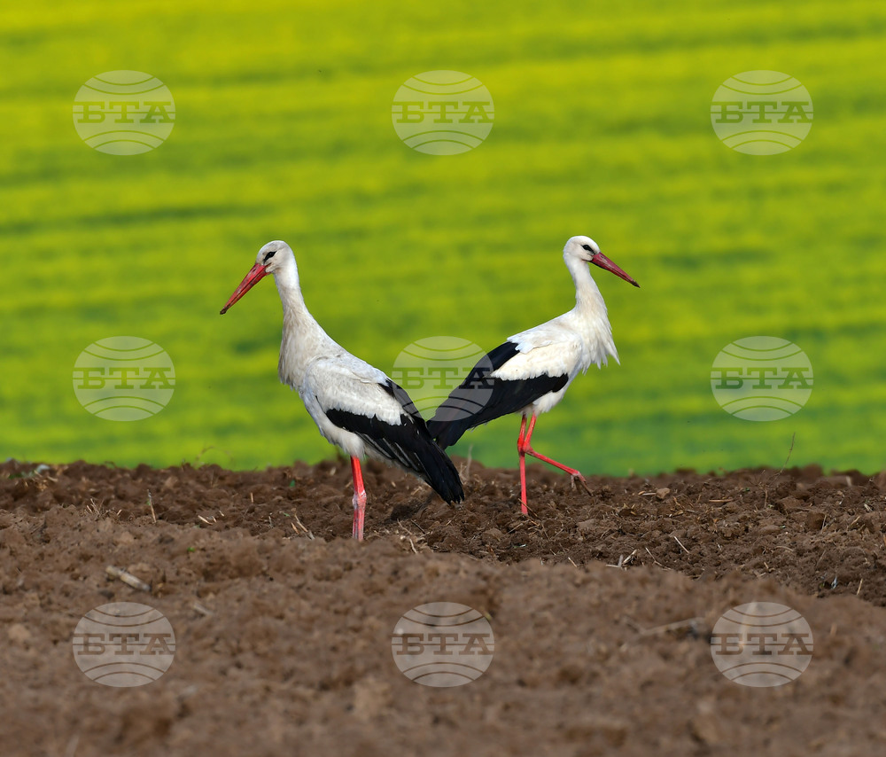 Село Къпиновци - щъркели