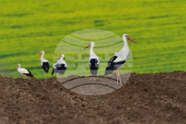 Село Къпиновци - щъркели