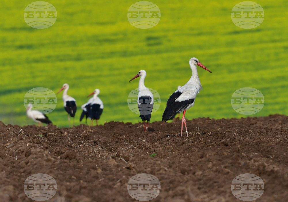 Село Къпиновци - щъркели
