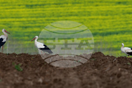 Село Къпиновци - щъркели