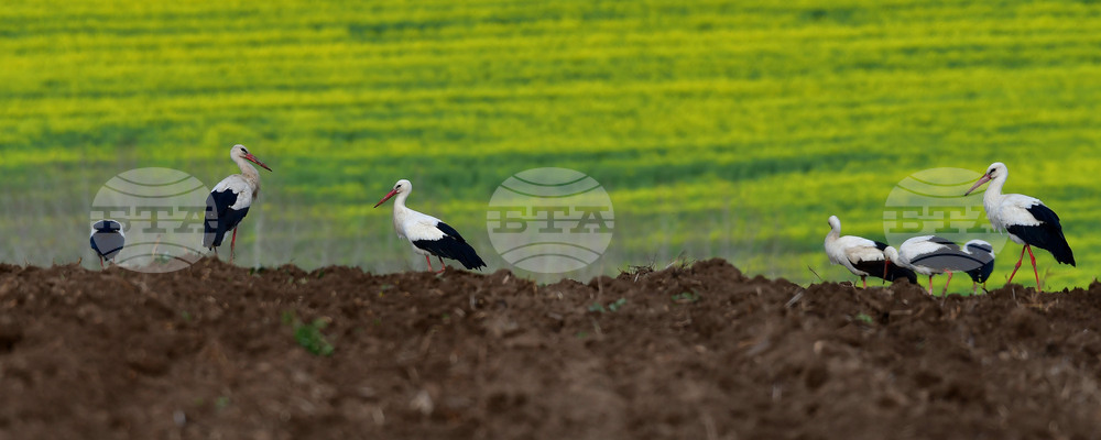 Село Къпиновци - щъркели
